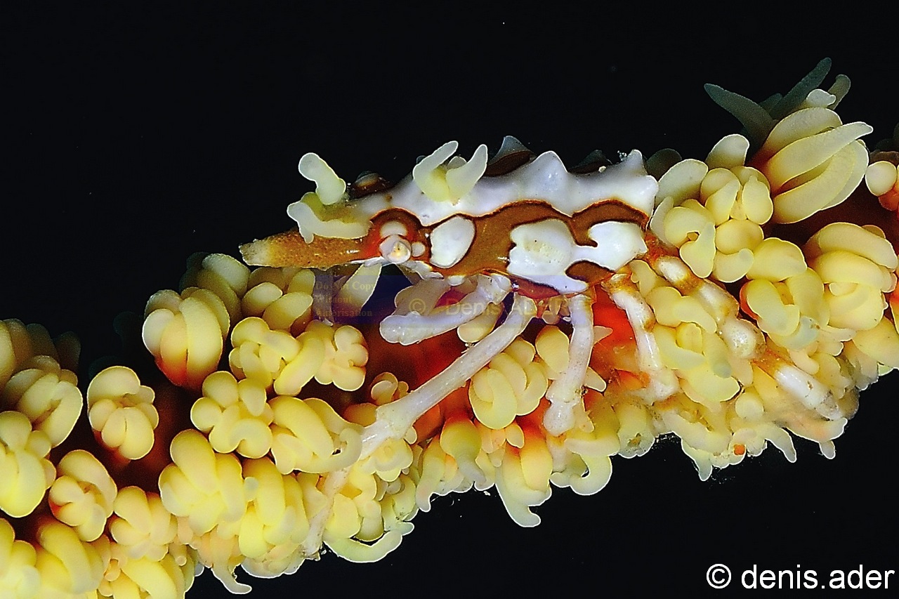 Xenocarcinus tuberculatus Crabe conique-Komodo Canibal rock-14m-20160808-Denis-ADER-DSC_0971-1_tn.jpg